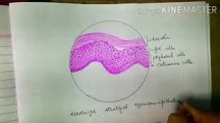 Histology diagrams keratinized stratified squamous epithelium histologydiagrams [upl. by Alene996]