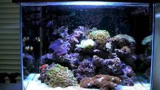 150L reef tank 1 year in [upl. by Nilrah]