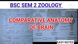 COMPARATIVE ANATOMY OF VERTEBRATE BRAINSEM 2 Major zoology ZOOLOGYNOTES zoology bsc msc bbmku [upl. by Valma]