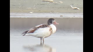 Twitching the Shelducks in Navotas [upl. by Riada]