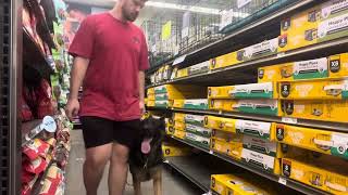 Lurko heeling in a pets store [upl. by Griswold]