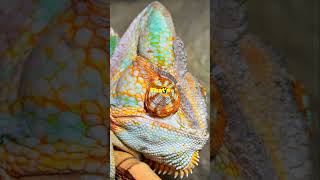 Check out the Parsons Chameleon animals facts lizards wildlife [upl. by Bree]