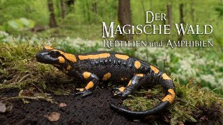 Der Magische Wald Reptilien und AmphibienNatur Doku [upl. by Anitnahs146]