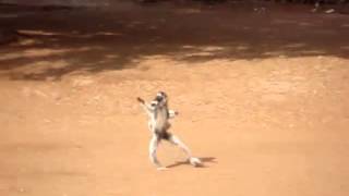 Verreauxs Sifaka dancing at Berenty reserve [upl. by Cacie]