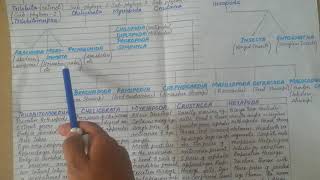 Classification Of Phylum Arthropoda In Detail  Subphylums Of Arthropoda [upl. by Geis886]