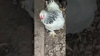 MIS GALLINiTAS JAMANDO MAiZ GALLINAS PONEDORAS [upl. by Yrakcaz77]