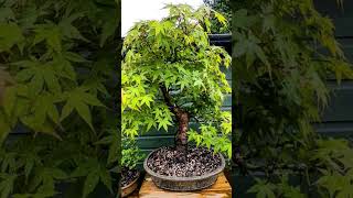 Maple tree bonsai maple bonsai plants relaxing [upl. by Aer761]