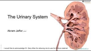 ANAT101030Urinary system [upl. by Hatcher33]