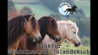 Witamy w Punktur  Punktur Stadnina Koni Islandzkich [upl. by Edlitam]