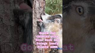 CRUNCHY Pine Bark is a Goat FAVORITE  ASMR 👀 👂 [upl. by Mulloy]