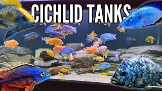 10 Incredible Cichlid Tank Setups Peacocks amp Hap Cichlids [upl. by Aliab491]