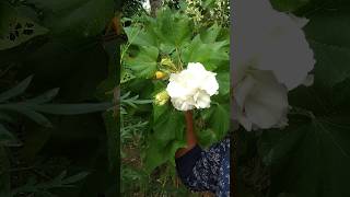 স্থলপদ্ম Hibiscus Mutabilishibiscus plants flowerplant [upl. by Hatch732]