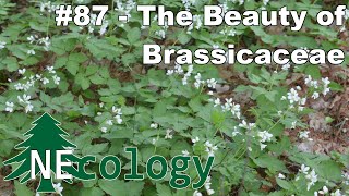 NEcology 87  The Beauty of Brassicaceae [upl. by Padraig]