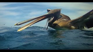 Pelicans Diving  Slow Mo [upl. by Aekim64]