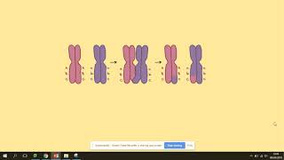 343 Genetic diversity can arise as a result of mutation or during meiosis AQA A level biology [upl. by Stanfill]