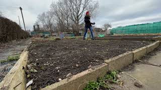 MY ALLOTMENT  WORK IN PROGRESS  FEBRUARY 2024  UK ALLOTMENT [upl. by Kcirredal]