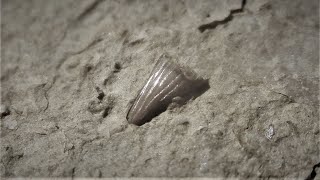 MUSCHELKALK FOSSILS [upl. by Alice]