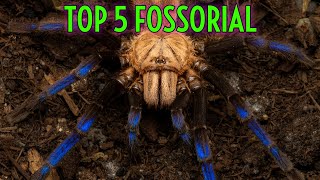 TOP 5 Fossorial Tarantulas  Spiders Underground [upl. by Demmer964]