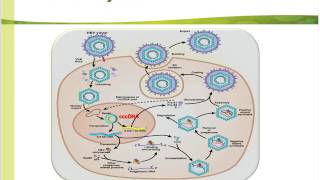 Quantitative HBsAg and its Role in Chronic Hepatitis B Patient Management [upl. by Sineray770]