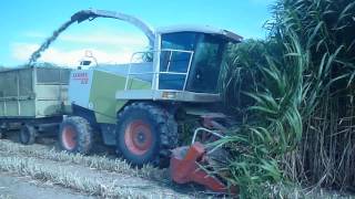 PICADORA CLAAS 820 CULTIVO MARALFALFA MAJES PERDREGAL [upl. by Debee]