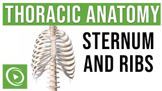 Thoracic Anatomy Complete Guide to Skeleton Sternum amp Ribs  Lecturio Medical [upl. by Aehtla]