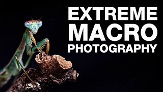 How to Shoot  Extreme Macro Photography [upl. by Ahsenwahs404]