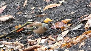 Male Chaffinch in winter plumage [upl. by Atiuqehc]