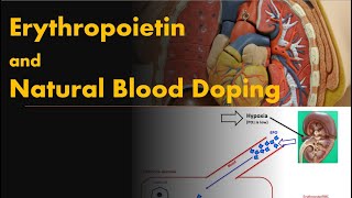 Erythropoietin and Natural Blood Doping [upl. by Fritts]