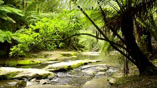 🐦 Forest Nature Sounds in Australia with a Relaxing Flowing Creek and birds Singing and Chirping [upl. by Disini]