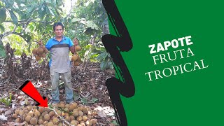 Zapote fruta  Como es el zapote Cosecha de Zapote planta frutal [upl. by Astra]