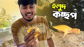 হলুদ কচ্ছপ মাছের রুমের নতুন সদস্য [upl. by Myrwyn]