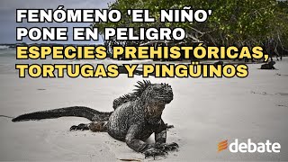 Fenómeno El Niño pone en peligro especies prehistóricas tortugas y pingüinos [upl. by Blaine]