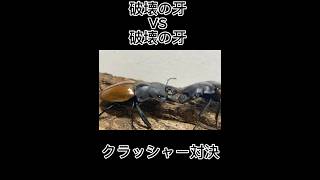 破壊対決 ガゼラツヤクワガタVSクベラツヤクワガタ shortvideo [upl. by Vada402]