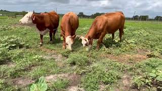 3 head of Hereford and Hereford Cross Bred Heifers 0701  Cattle for sale [upl. by Lirret]