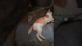 Random guest meow meow 😺 ytshorts video funny cat [upl. by Yerocaj]