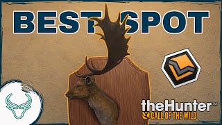 THE BEST SPOT IN HIRSCHFELDEN How to Find a DIAMOND Fallow Deer theHunter Call of the Wild [upl. by Felipa813]