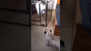 Samoyed vs Pug Fight Bark Outside And Inside Fence [upl. by Chill]