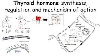 Thyroid hormone synthesis regulation and mechanism of action [upl. by Ettesyl]