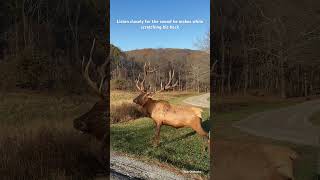 First time I’ve heard this sound from a bull elk  Have you elk nature shortvideo shorts short [upl. by Asante797]