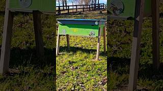 Honey Bees Flying in Winter beekeeping bees winterbees honeybees [upl. by Yaned323]