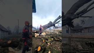 Husqvarna 572XP vs huge maple tree removal cainsaw [upl. by Reagan]