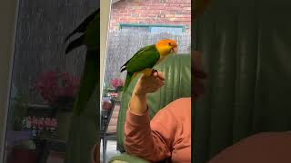 Caique trick training caiques birds parrot birb pets birdslover cute smartbirds [upl. by Stargell]