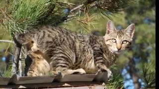 About the American Bobtail [upl. by Orten]