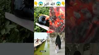 Mashallah ya rahman 😱😱 islamicstatus allhu respect duet youtubeshorts viralshort [upl. by Silsbye]