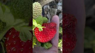 Why Grow Annual Strawberries [upl. by Vonnie]