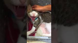 Kitten first time in vet😰 catvaccination kitten catlover oman [upl. by Sherill102]