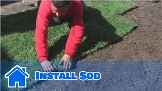 Lawn and Yard Help  How to Install Sod [upl. by Senecal]