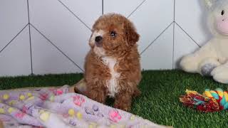 F1B Cavapoo Puppy Aubrey SD 480p [upl. by Sane]