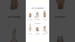 Cat Tail Meaning 🐈⁉️ Cat [upl. by Reinhart]