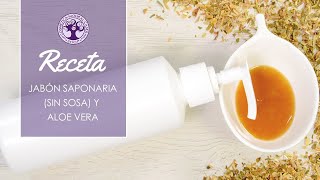 Receta jabón líquido de saponaria sin sosa y aloe vera  Cosmética natural [upl. by Eiramanit]